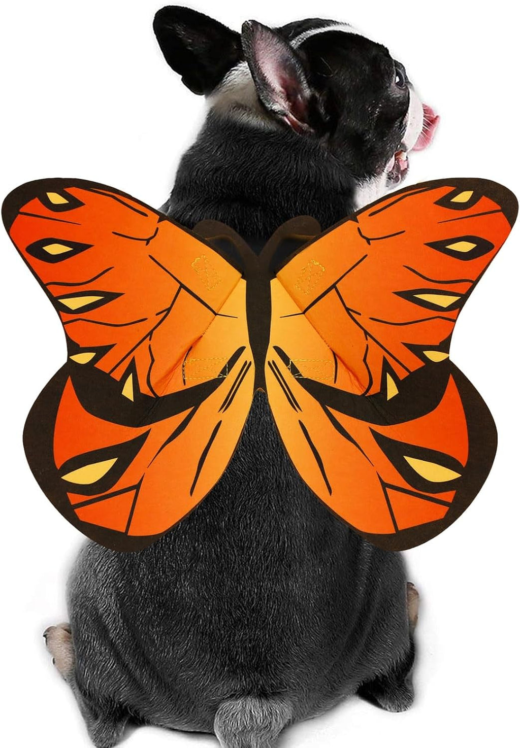 Flight Risk™ – Butterfly Wings Pet Costume 😂 Medium Size Only At This Time